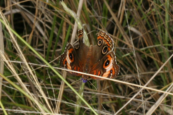 Junonia genoveva - The Tropical Buckeye