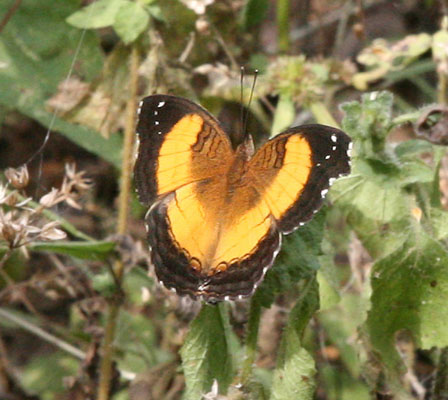 Junonia terea terea - The Soldier Pansy