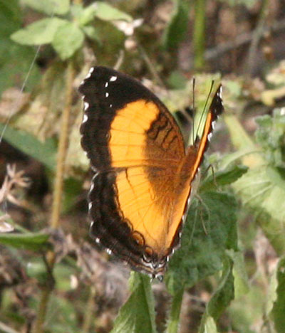 Junonia terea terea - The Soldier Pansy