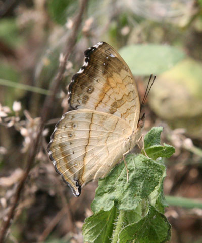 Junonia terea terea - The Soldier Pansy