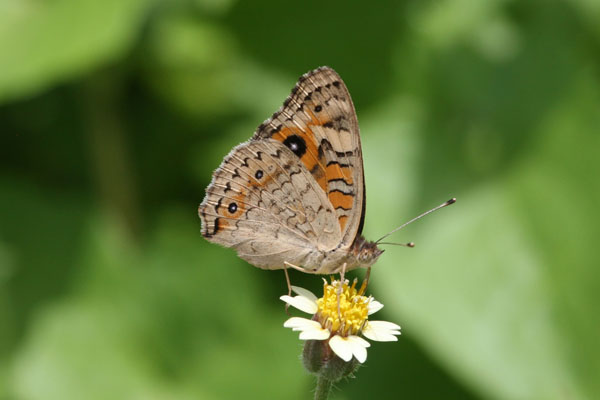 Junonia villida - The Meadow Argus