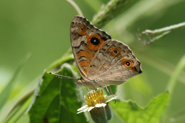 Junonia villida - The Meadow Argus