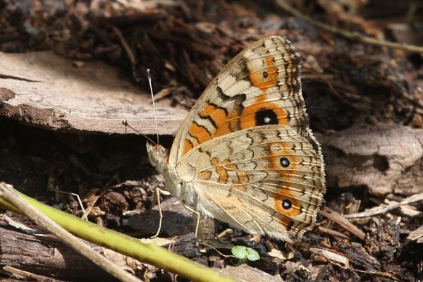 Junonia villida - The Meadow Argus