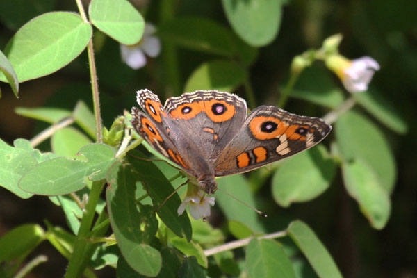 Junonia villida - The Meadow Argus