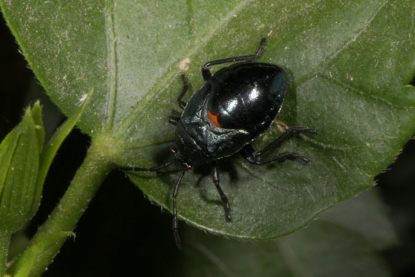 Largus cinctus - The Bordered Plant Bug