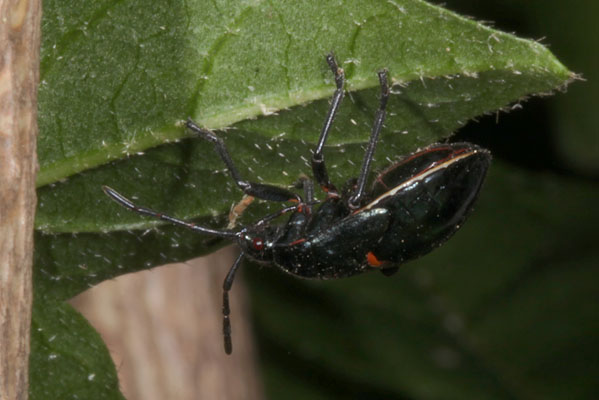 Largus cinctus - The Bordered Plant Bug