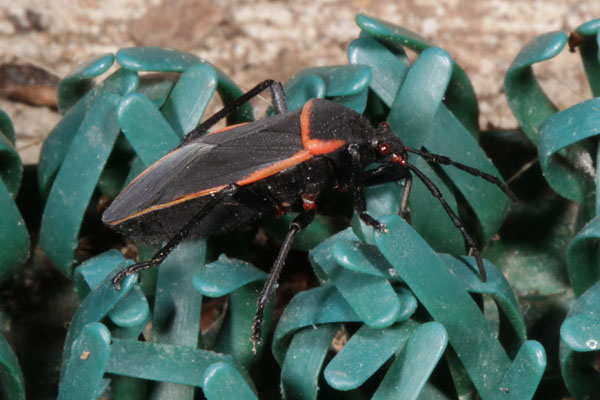 Largus cinctus - The Bordered Plant Bug