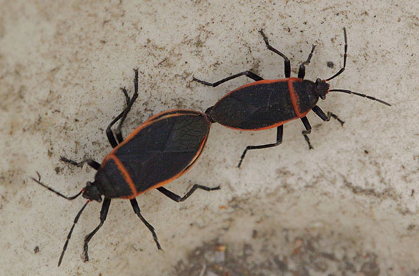 Largus cinctus - The Bordered Plant Bug