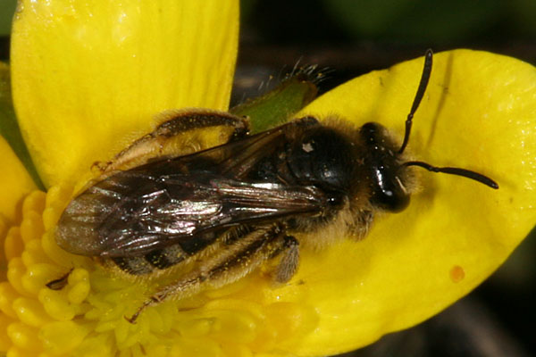 Lasioglossum sp. - Female Sweat Bee