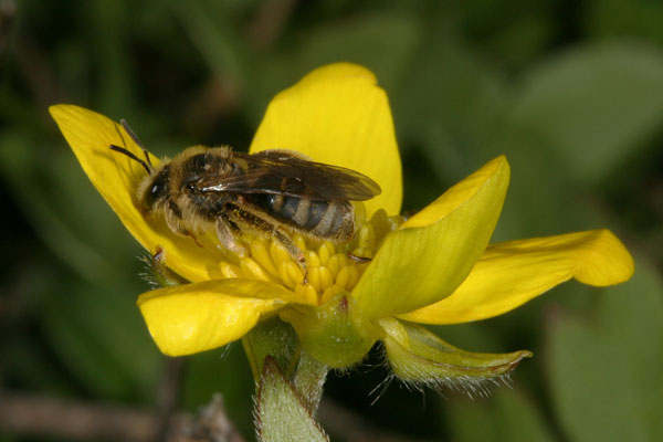 Lasioglossum sp. - Female Sweat Bee