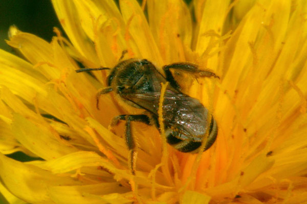 Lasioglossum sp. - Female Sweat Bee