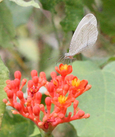 Leptosia alcesta alcesta - The African Spirit