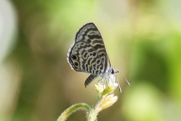 Leptotes cassius catilina - The Cassius Blue