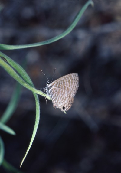 Leptotes marina - The Marine Blue