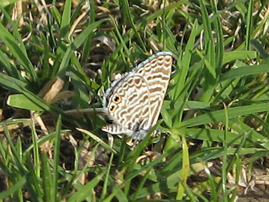 Leptotes marina - The Marine Blue