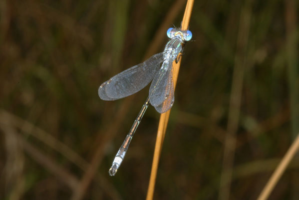 Lestes unguiculatus - The Lyre-tipped Spreadwing