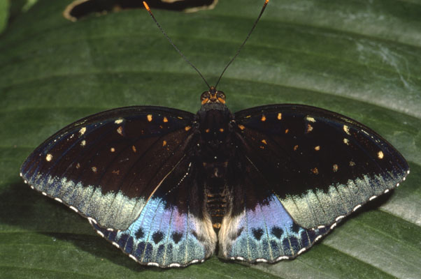 Lexias pardalis - The Common Archduke