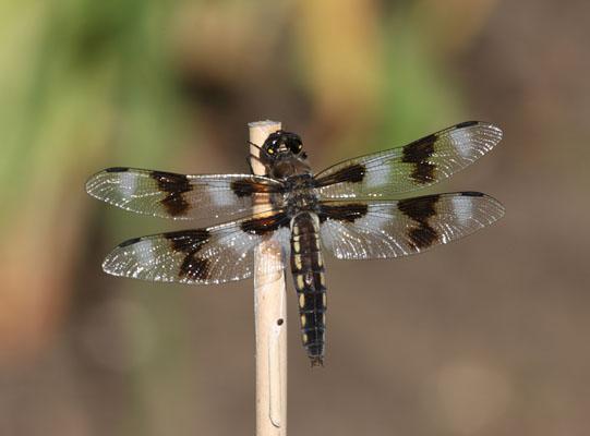 Libellula forensis - The Eight-spotted Skimmer)
