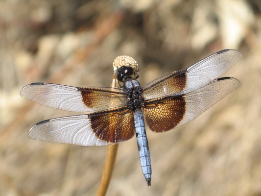 Libellula luctuosa, male - The Widow Skimmer, a dragonfly