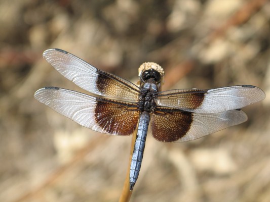 Libellula luctuosa, male - The Widow Skimmer, a dragonfly