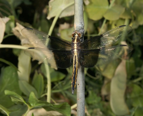 Libellula luctuosa, female - The Widow Skimmer, a dragonfly
