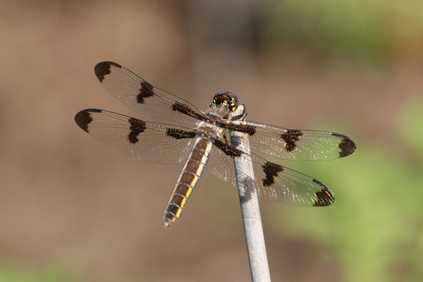 Libellula pulchella - The Twelve-spotted Skimmer)