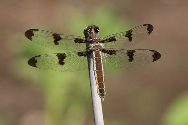 Libellula pulchella - The Twelve-spotted Skimmer)