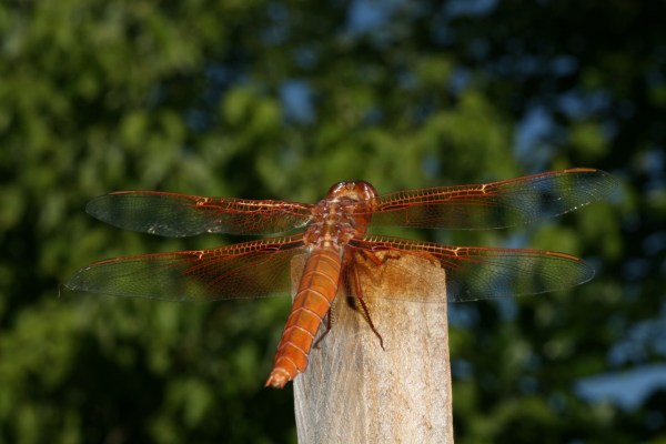 Libellula saturata, male - The Flame Skimmer, a dragonfly