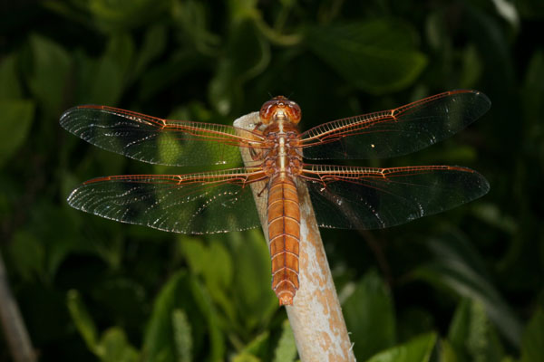 Libellula saturata, female - The Flame Skimmer, a dragonfly