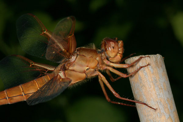 Libellula saturata, female - The Flame Skimmer, a dragonfly