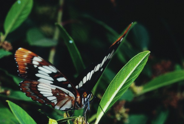 Limenitis lorquini lorquini (Lorquin's Admiral)