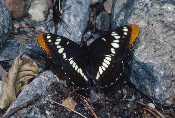 Limenitis lorquini itelkae - Lorquin's Admiral