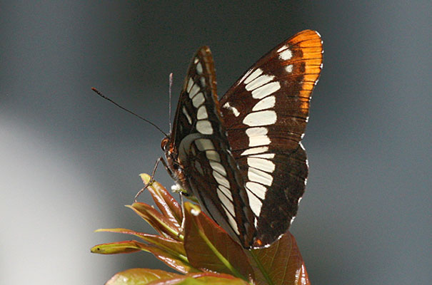 Limenitis lorquini lorquini (Lorquin's Admiral)