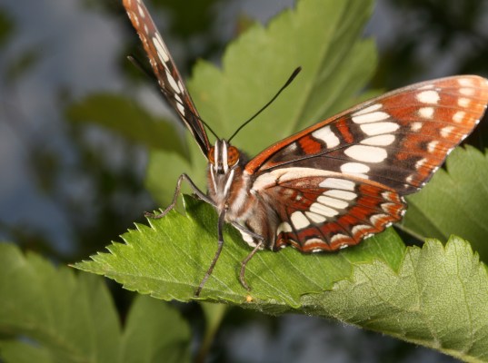 Limenitis lorquini itelkae - Lorquin's Admiral