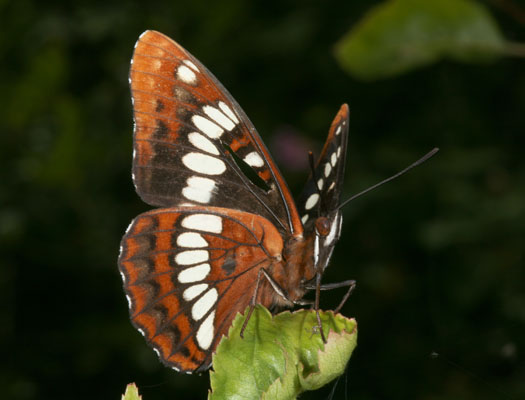 Limenitis lorquini itelkae - Lorquin's Admiral