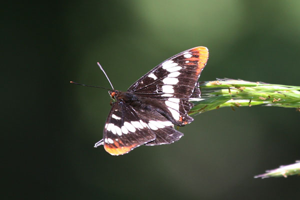 Limenitis lorquini itelkae - Lorquin's Admiral