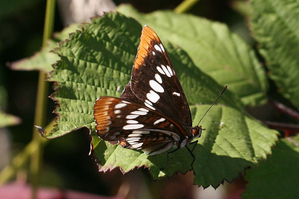 Limenitis lorquini itelkae - Lorquin's Admiral