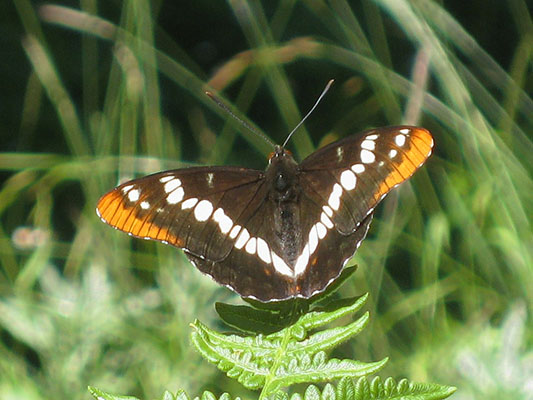 Limenitis lorquini itelkae - Lorquin's Admiral