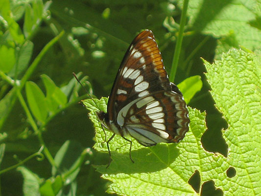 Limenitis lorquini itelkae - Lorquin's Admiral