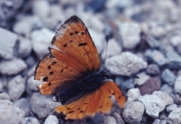 Lycaena cupreus cupreus - The Lustrous Copper