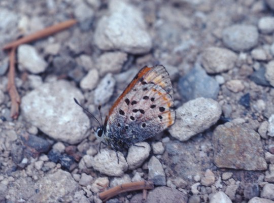 Lycaena cupreus cupreus - The Lustrous Copper