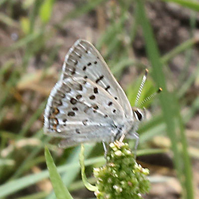 Lycaena editha nr. editha - Edith's Copper