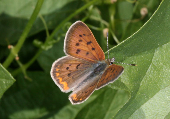 Lycaena h. helloides - The Purplish Copper