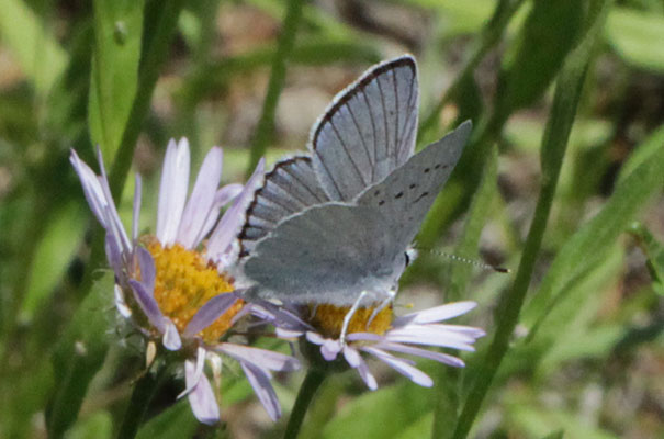 Lycaena h. heteronea - The Blue Copper