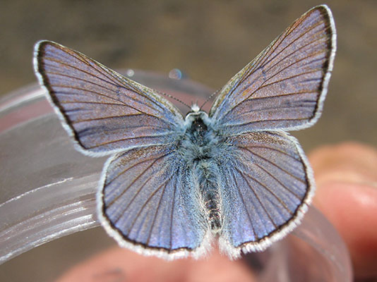 Lycaena h. heteronea - The Blue Copper