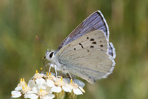 Lycaena heteronea rava - The Blue Copper