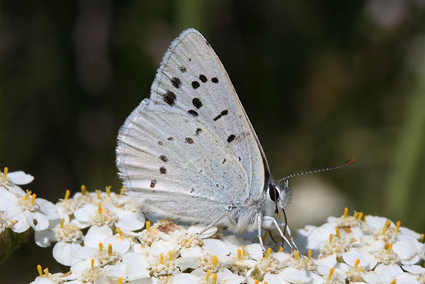 Lycaena heteronea rava - The Blue Copper