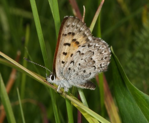 Lycaena mariposa mariposa - The Mariposa Copper