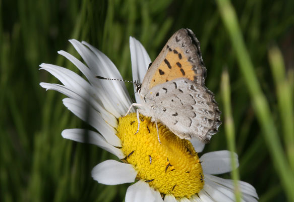 Lycaena mariposa mariposa - The Mariposa Copper