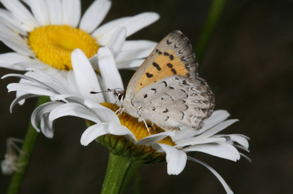 Lycaena mariposa mariposa - The Mariposa Copper